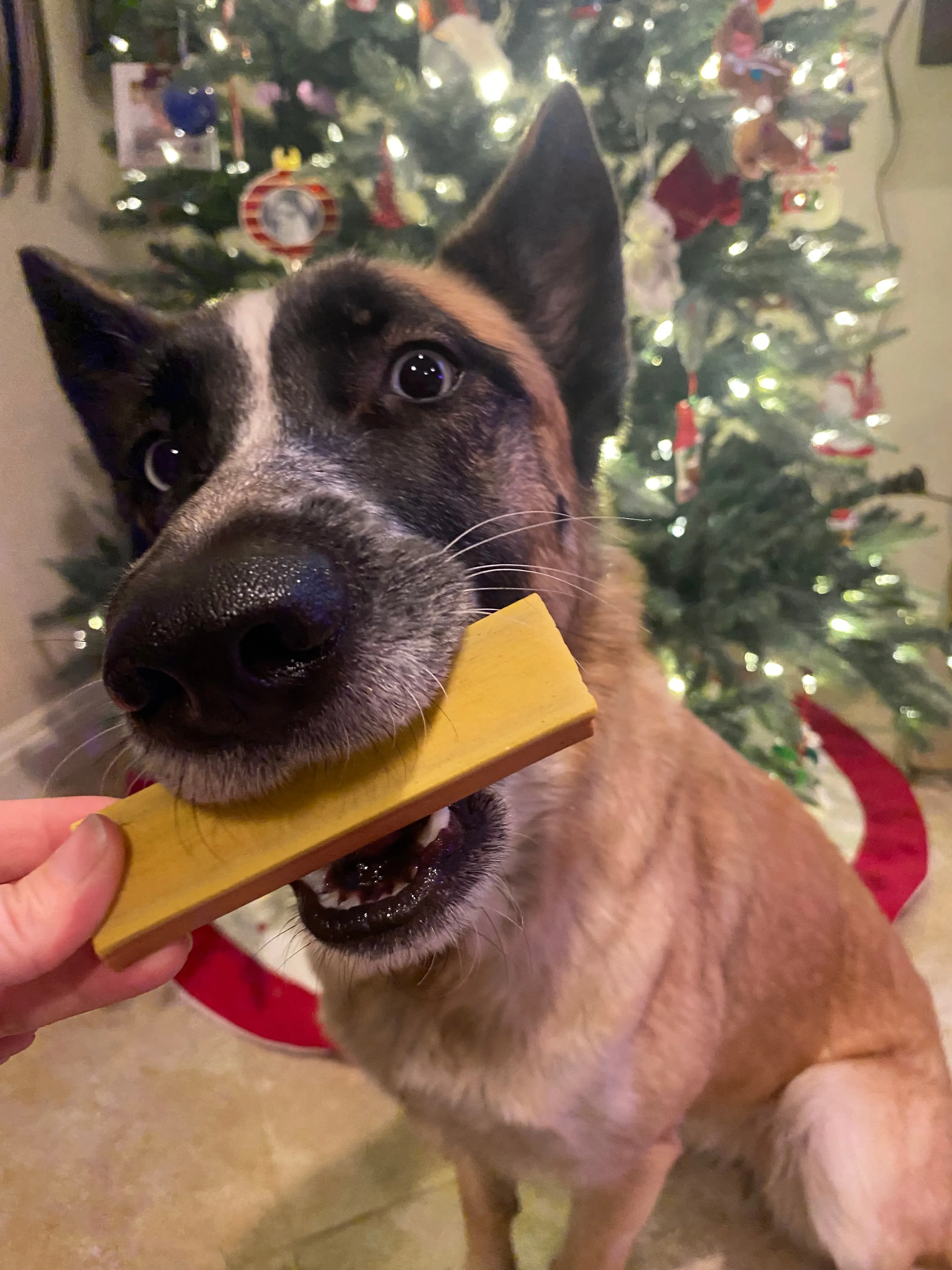 Ice Cream for Dogs!