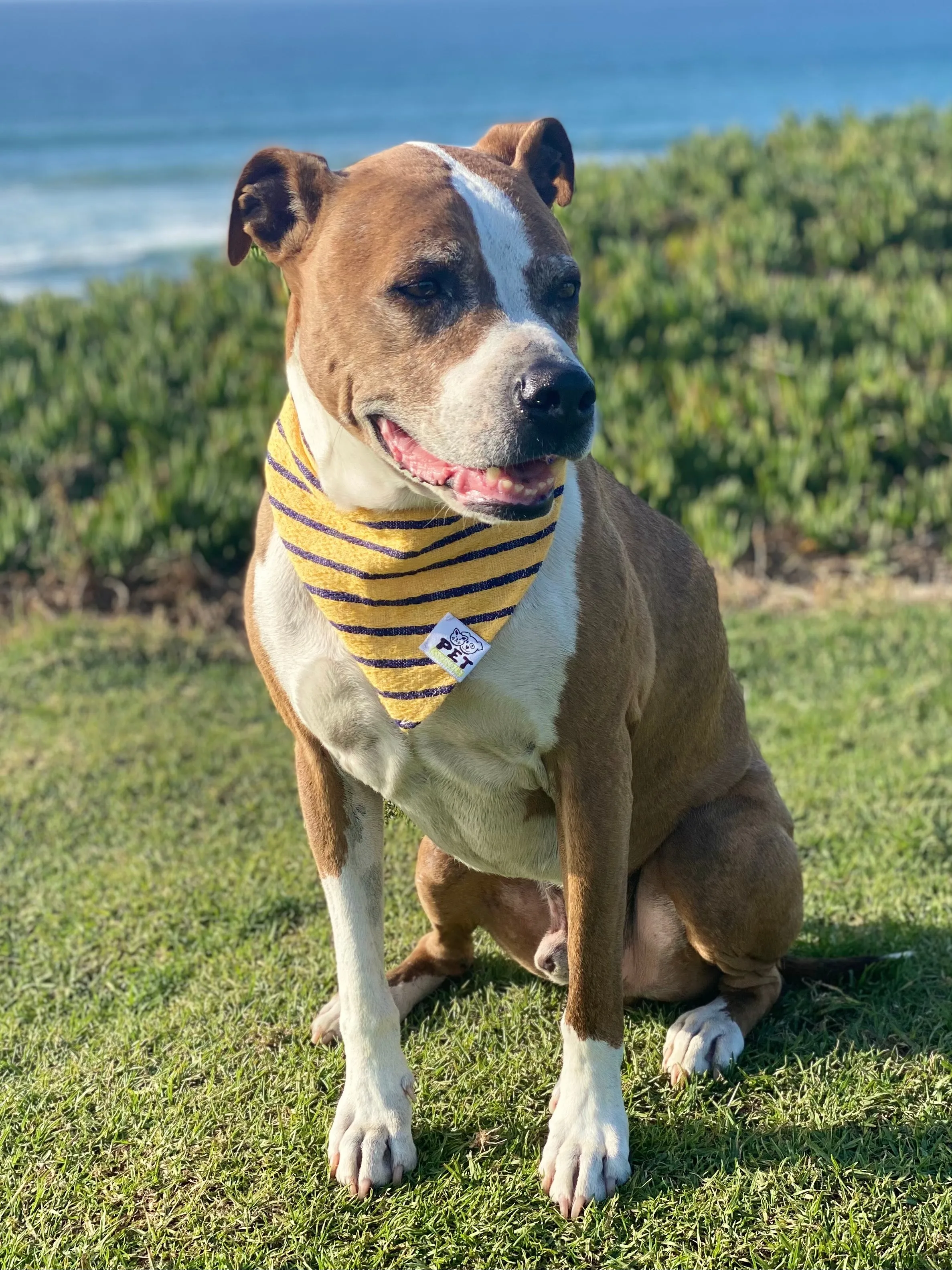 Pelos Bandana